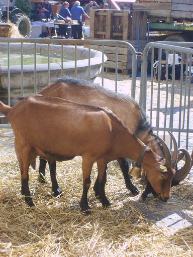 Boucs descente alpages 2008