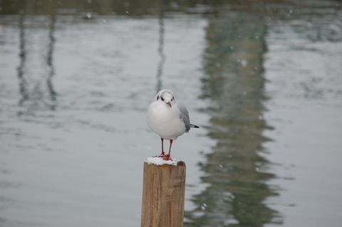 Photo d'un oiseau sous la neige
