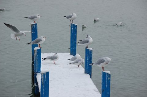 Photo ponton et oiseaux lac d'annecy