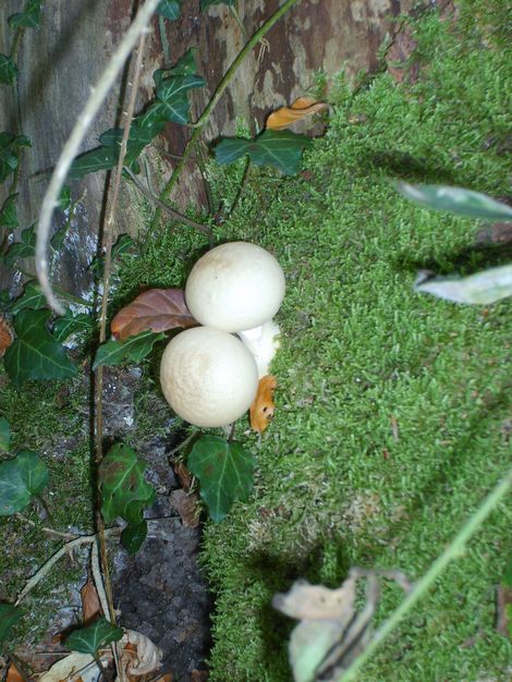 Champignons forêt au Roc de Chère