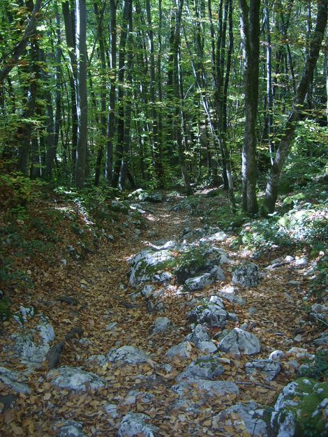 Chemin forêt au Roc de Chère