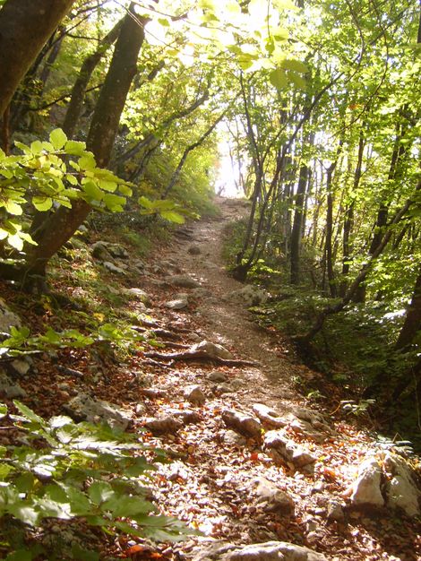 Chemin forêt au Roc de Chère