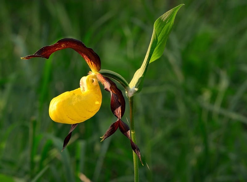 L'orchidée Haute-Savoie