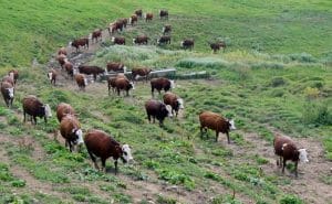 Troupeau de vaches au Grand-Bornand