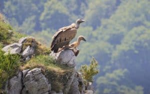 vautours fauves sur falaise