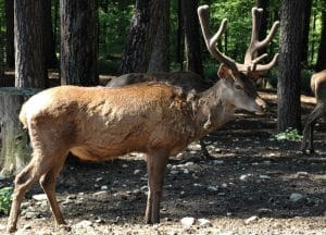 Parc animalier de la Grande Jeanne