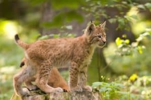 Lynx Haute-Savoie