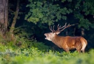 Conseils, Comment réagir face à un animal sauvage?