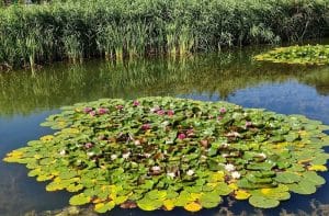 Nénuphars sur la lac de la Balme