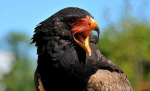 Les Aigles du Léman