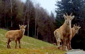 parc de Merlet Les Houches