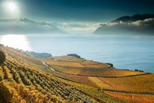 Terrasses de Lavaux en Suisse