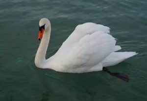 Cygne sur le lac d'Annecy