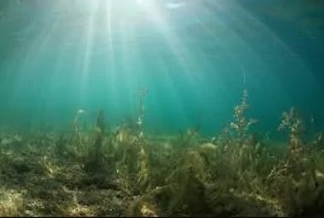 Herbiers lac d'Annecy