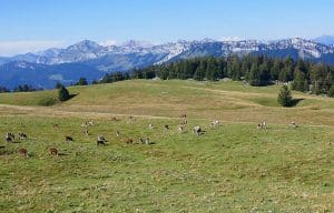 Le plateau du Semnoz