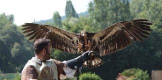 Les Aigles du Léman