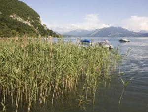 La roselière d'Annecy-le-Vieux