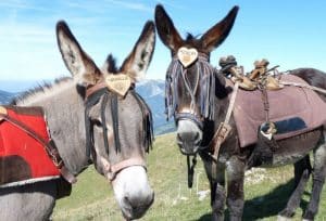 Randonnée avec les ânes en groupe à Thônes