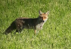 Renard de Haute-Savoie