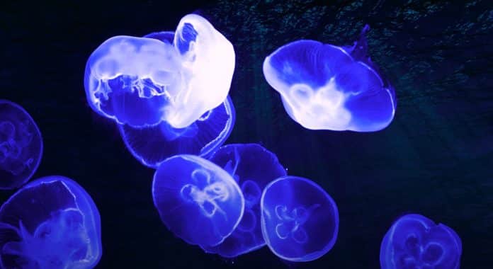 méduses avec reflets violets