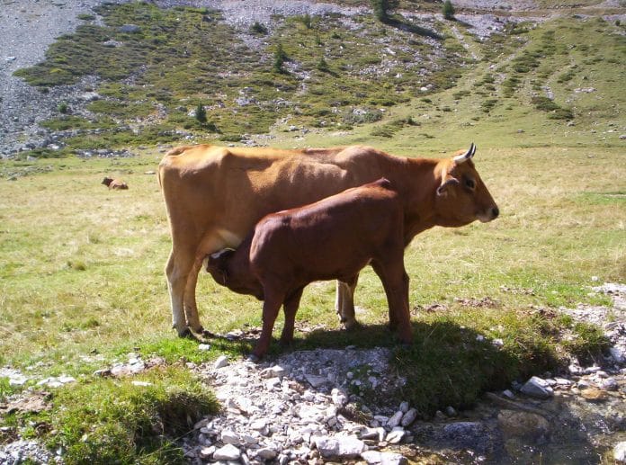 Vache qui allaite son jeune veau