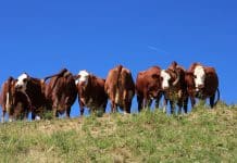 vaches abondance sur les hauteurs de Sallanches