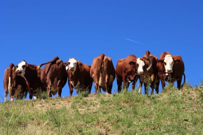 vaches abondance sur les hauteurs de Sallanches