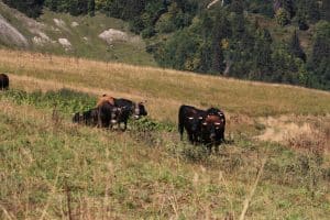 vaches hérens dans un pré