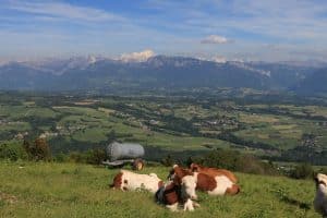 montbéliardes dans un champ