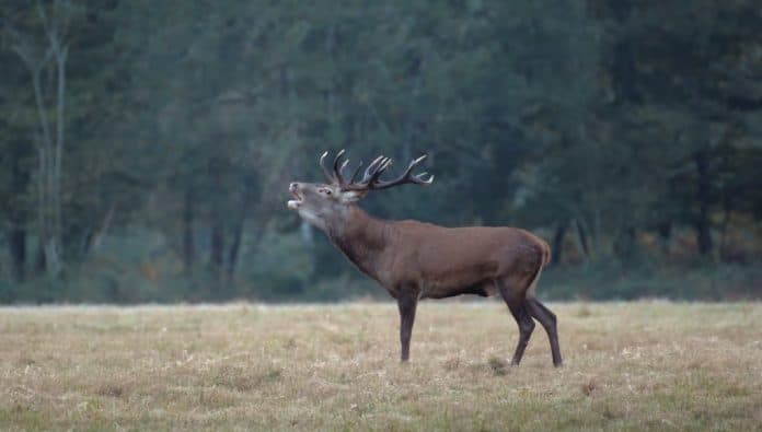 brame du cerf à l'automne