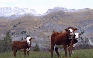 jeunes vaches abondance