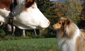 vache en face d'un chien