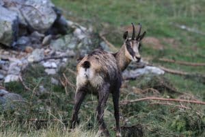 chamois au parc de merlet