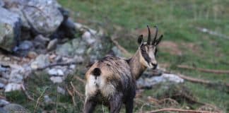 chamois au parc de merlet