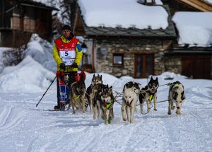 grande odyssée chien de traineau