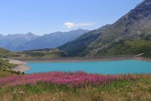 épilobes au col du Mont Cenis