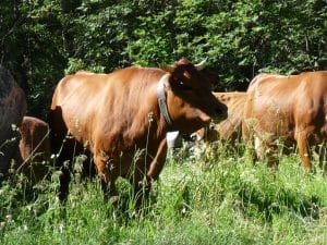 vaches dans un pré