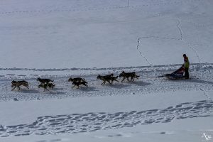 chien de traineau LGO © M. Pitteloud