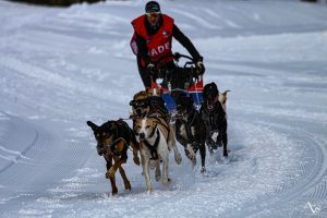 european sled dog © M. Pitteloud