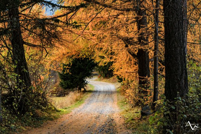 forêt couleurs d'automne