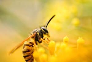 guêpe sur une fleur