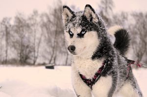 husky de sibérie