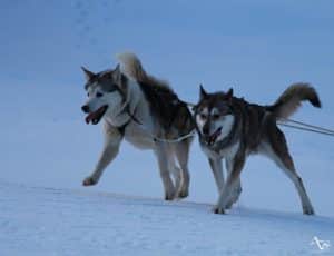 Perros de trineo en Val Thorens : Aventura invernal