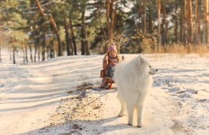 samoyede dans la neige