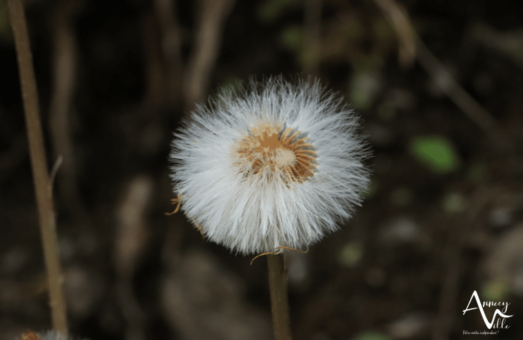 Alta Saboya reconocer las flores emblemáticas