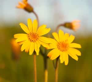 arnica montana