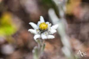 edelweiss ©M. Pitteloud