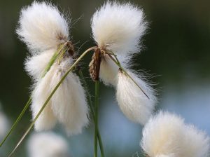 linaigrette