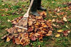 tas de feuilles