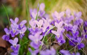 violettes fleurs